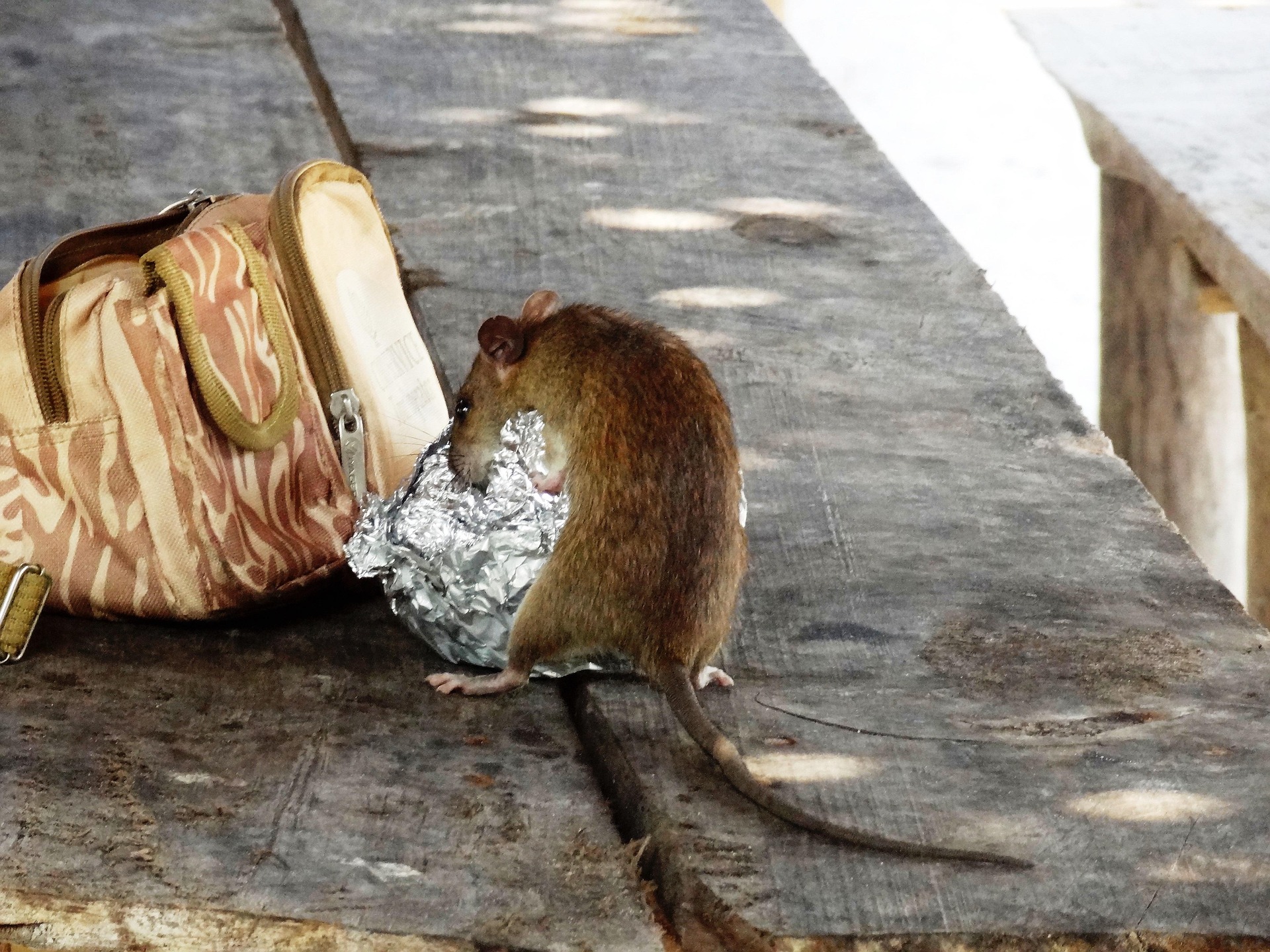 Rat food